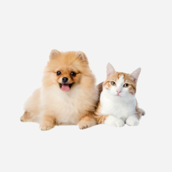 Mascotas